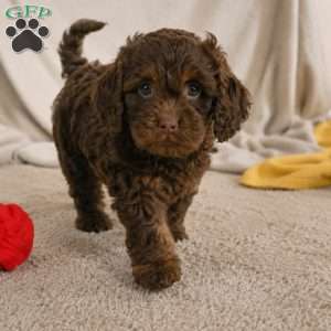 Joy, Cockapoo Puppy